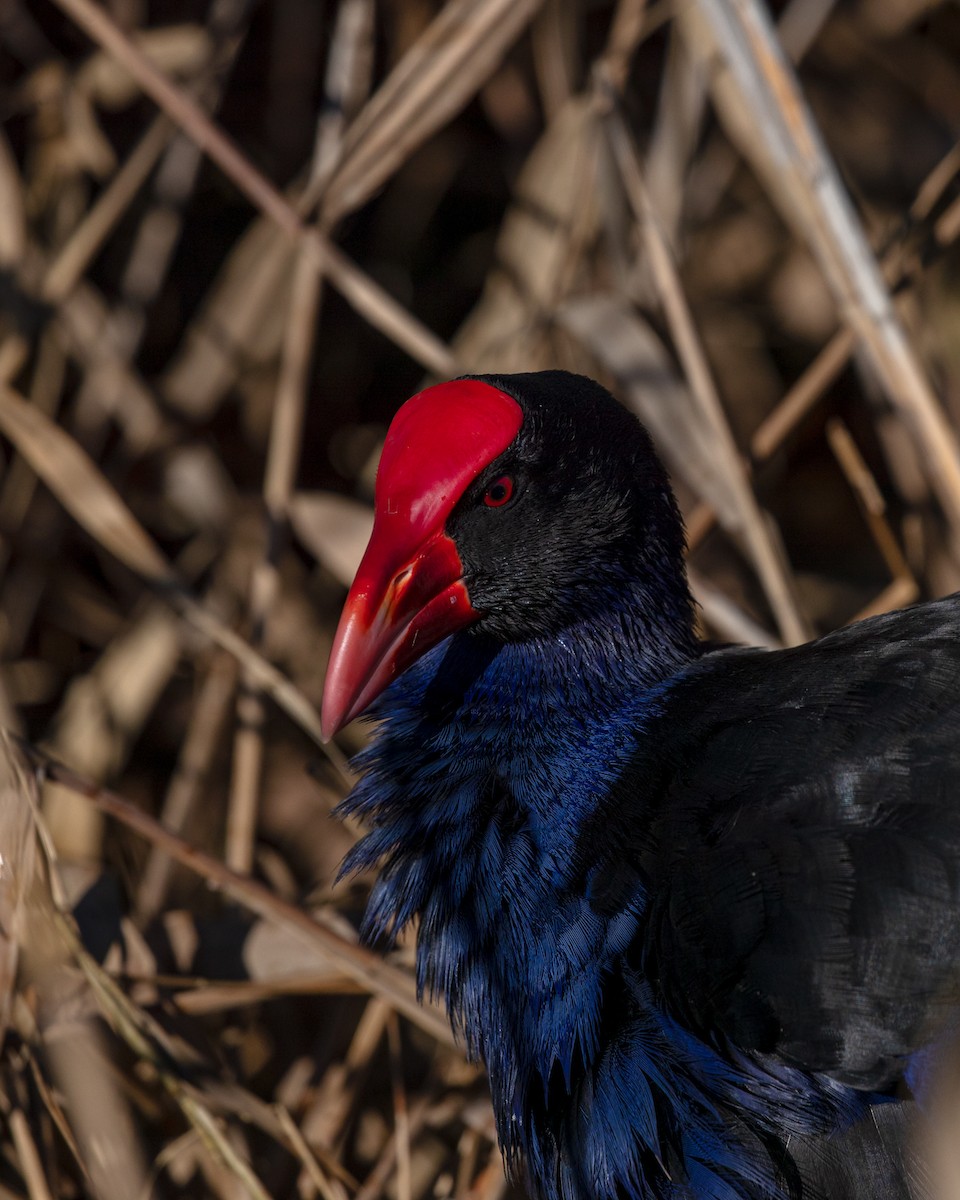 Australasian Swamphen - ML640073646