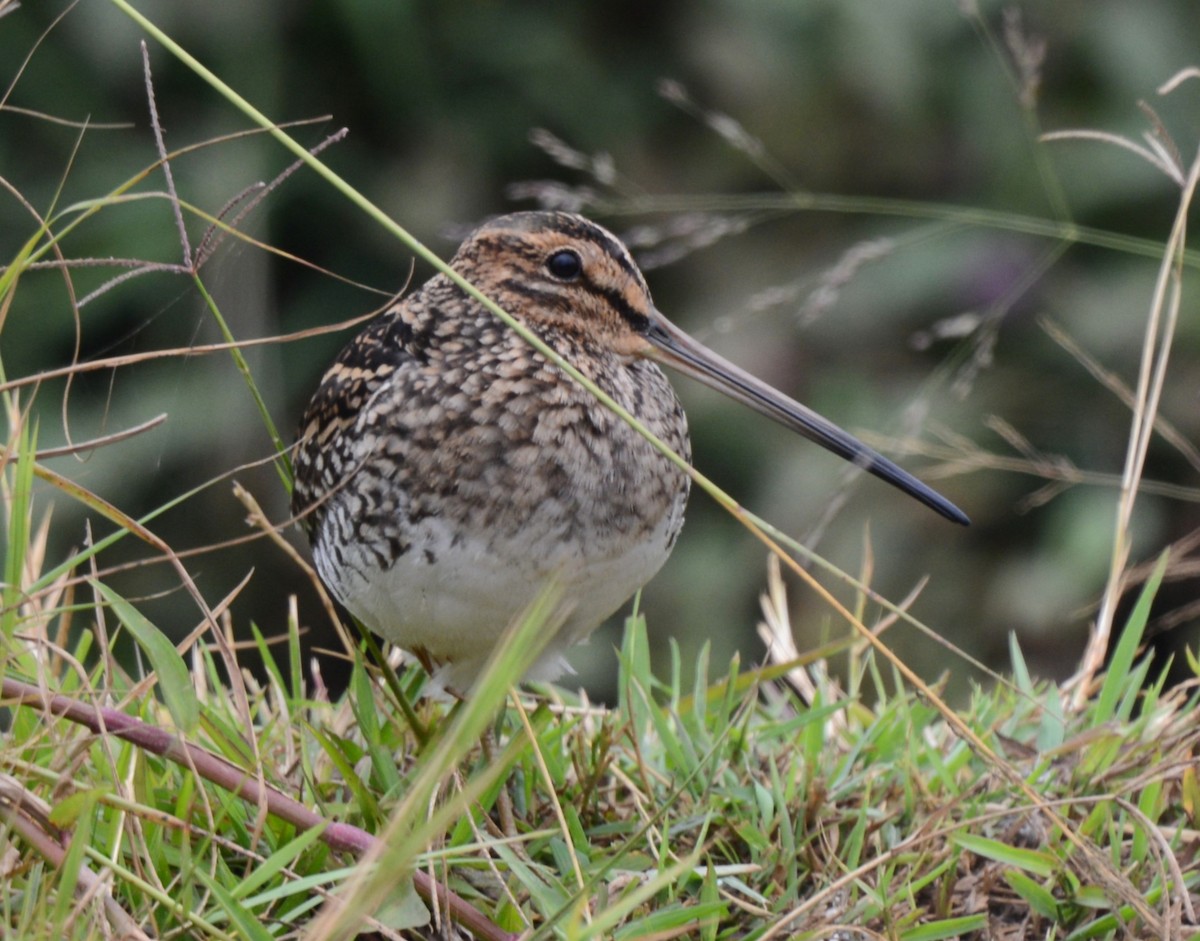 African Snipe - ML640073678