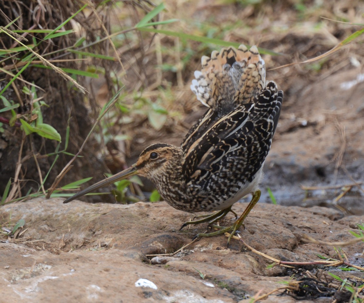 African Snipe - ML640073679
