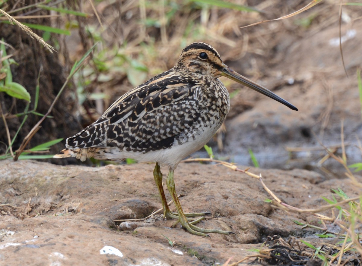 African Snipe - ML640073680