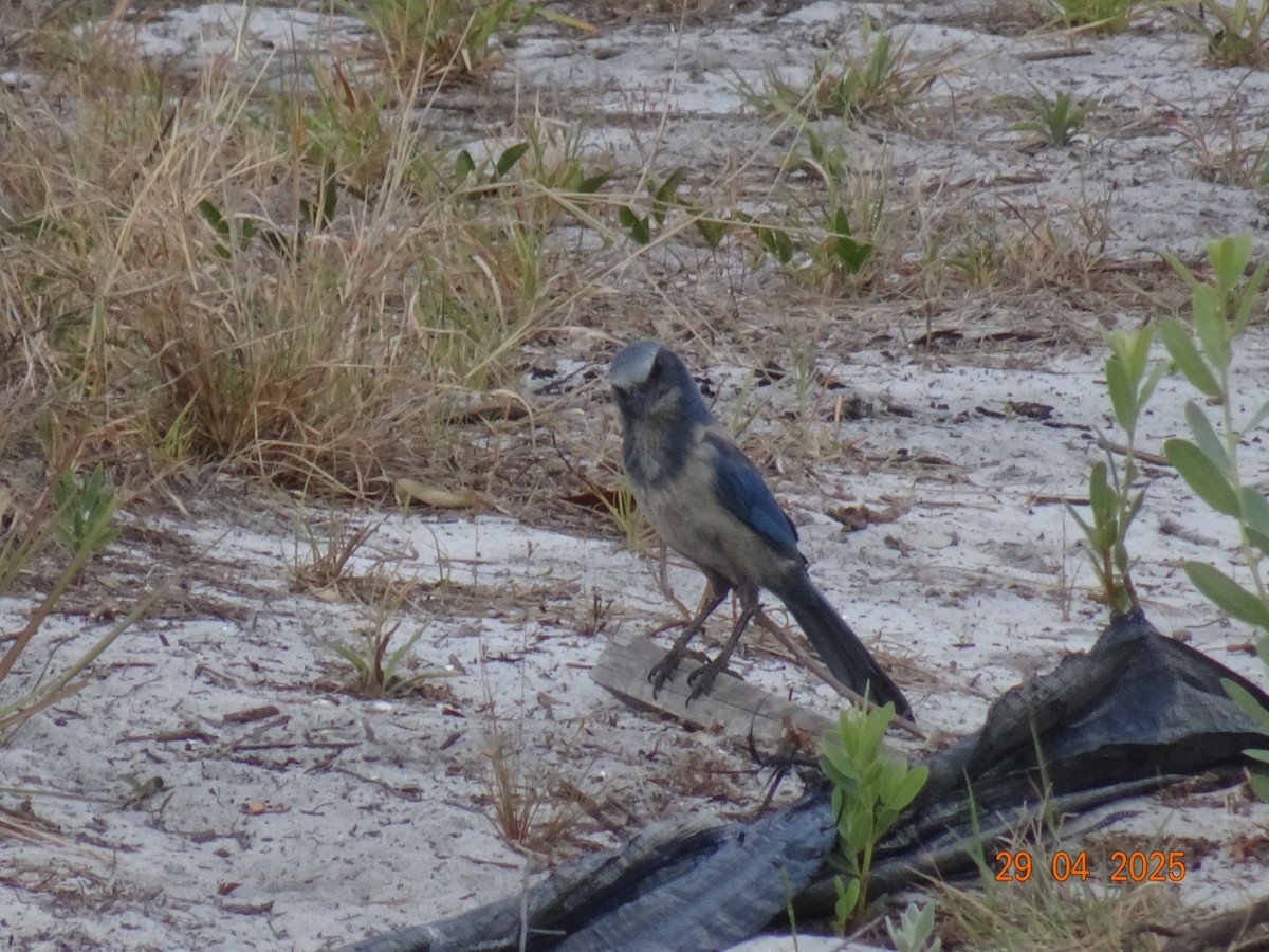 sojka křovinná - ML640073694