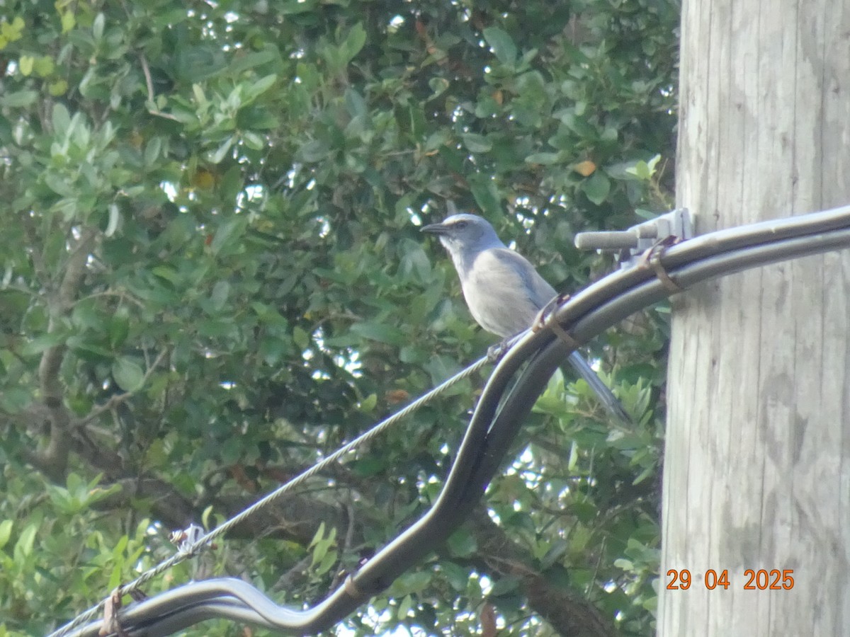 sojka křovinná - ML640073695