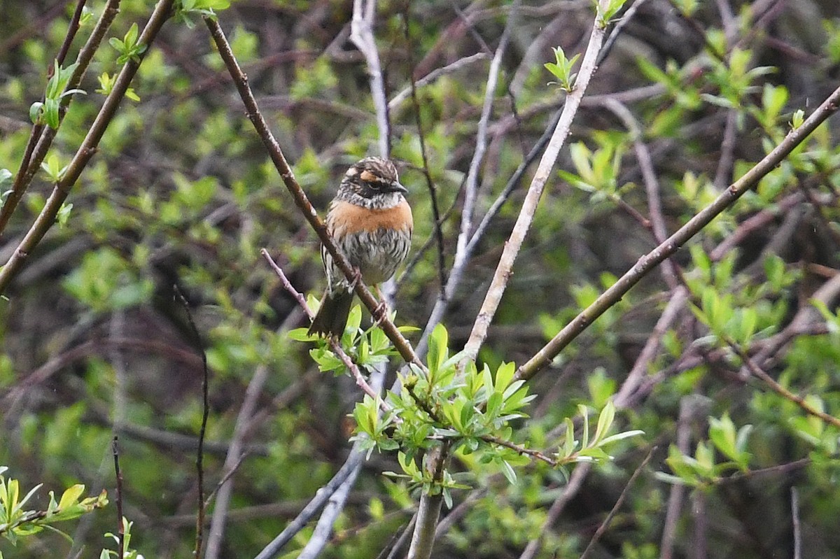 Rufous-breasted Accentor - ML640073709