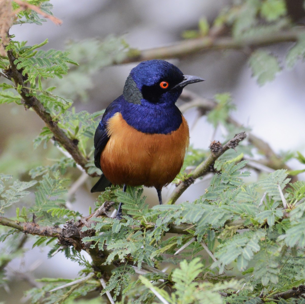 Hildebrandt's Starling - ML640073733
