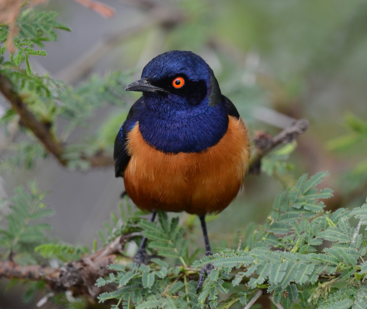 Hildebrandt's Starling - ML640073734