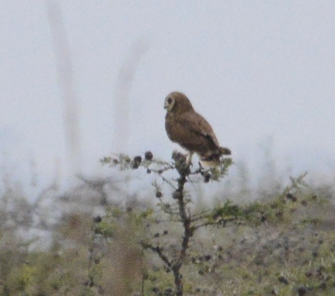 Marsh Owl - ML640073742