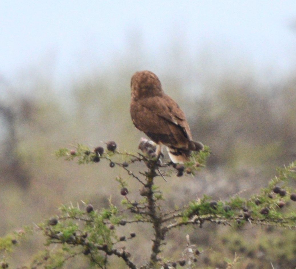 Marsh Owl - ML640073744