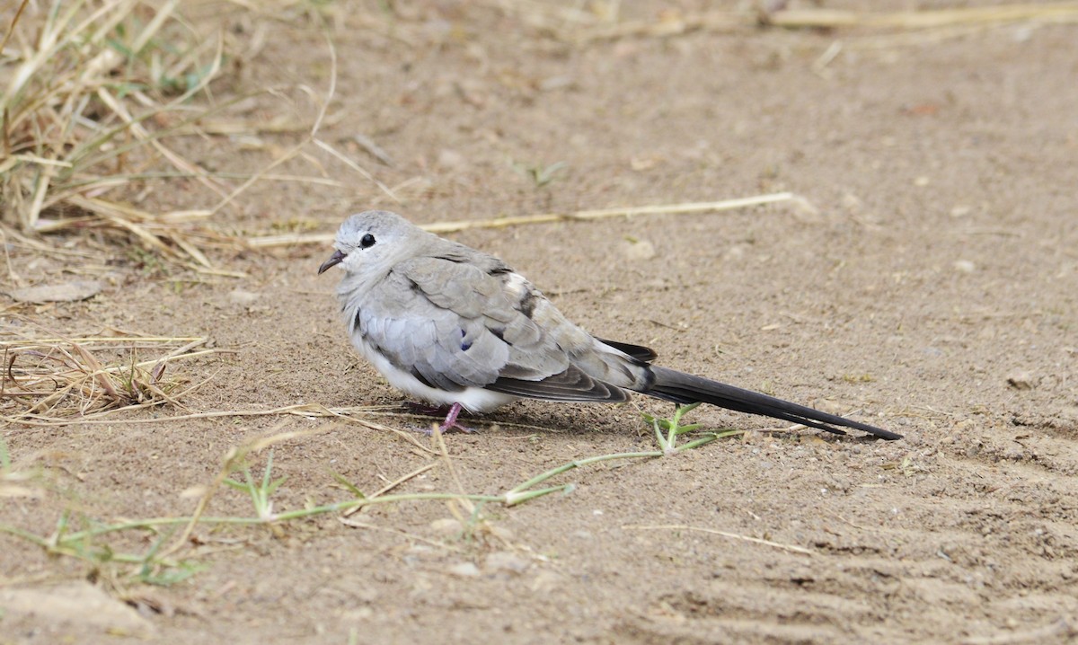 Namaqua Dove - ML640073758