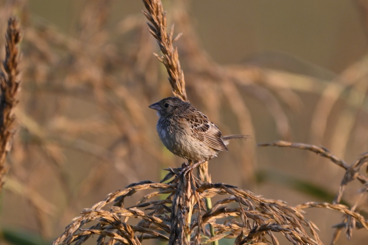 Grasshopper Sparrow - ML640073797