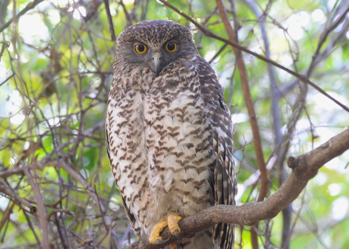 Powerful Owl - ML640073804