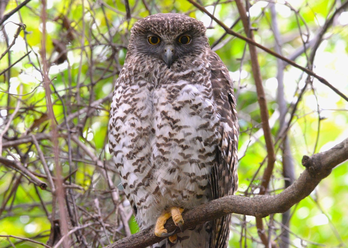 Powerful Owl - ML640073805