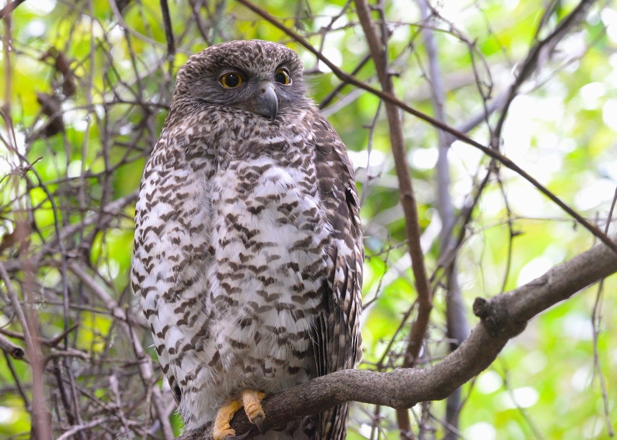 Powerful Owl - ML640073806