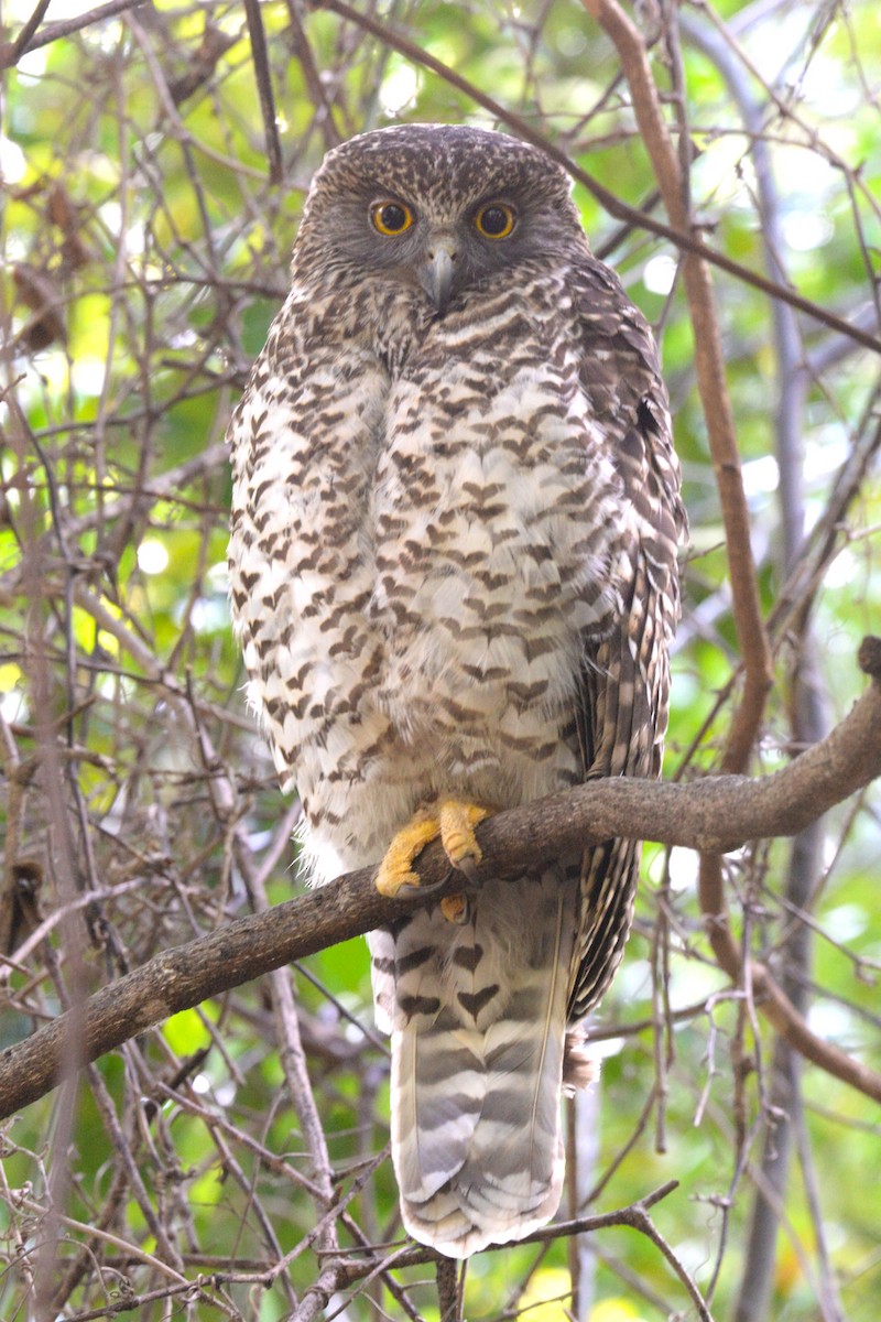 Powerful Owl - ML640073807