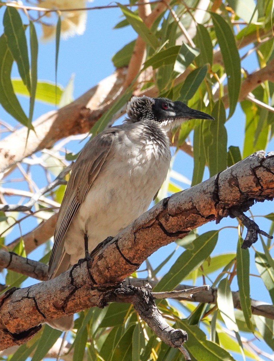 Silver-crowned Friarbird - ML640073877