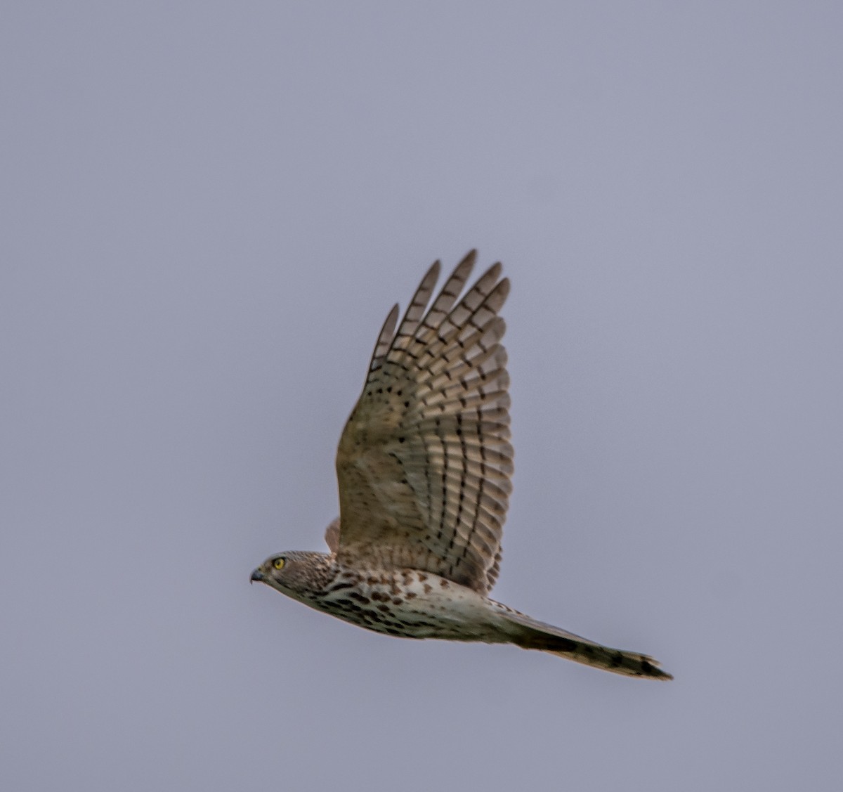 Shikra - ML640073901