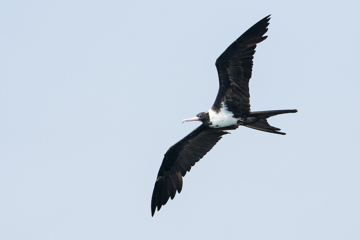 Christmas Island Frigatebird - ML640073906
