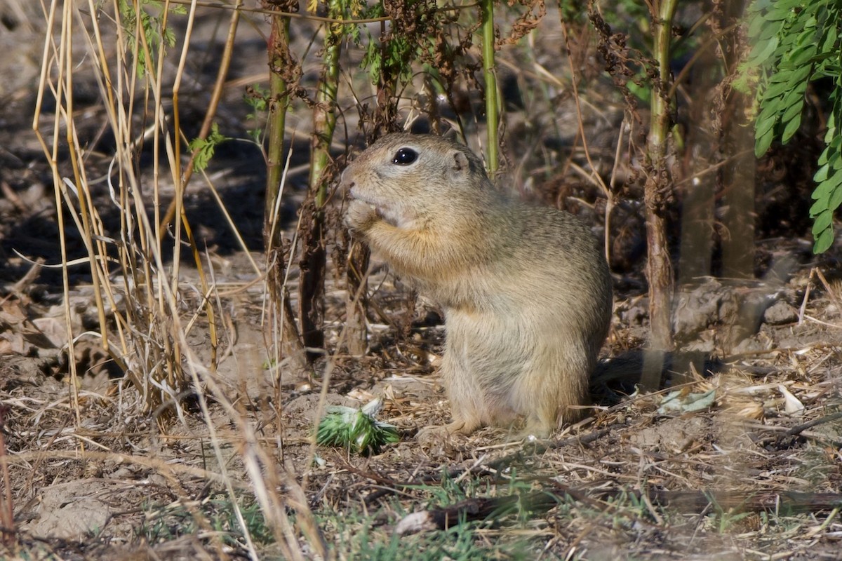 European Ground Squirrel - ML640074009