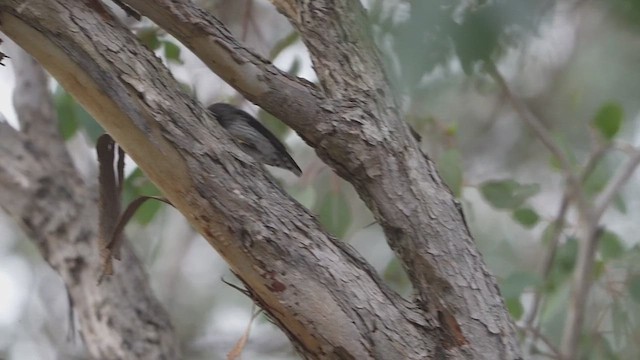 Varied Sittella - ML640074070