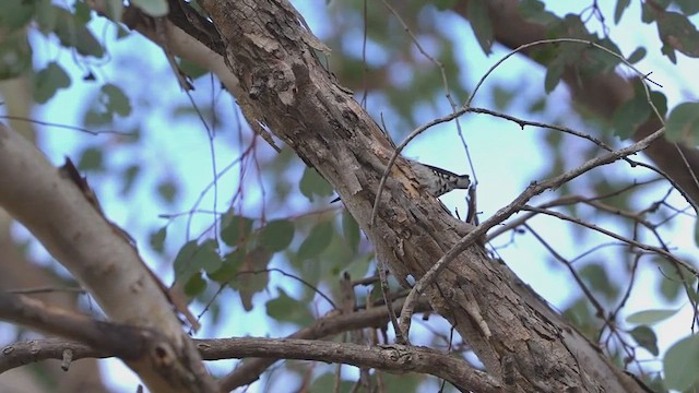 Varied Sittella - ML640074071