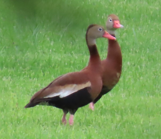 Black-bellied Whistling-Duck - ML640074075