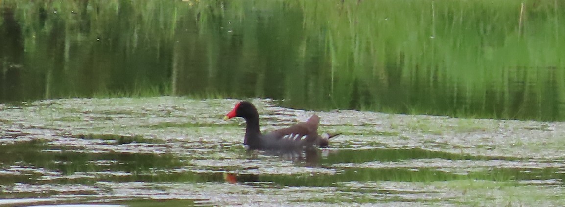 Common Gallinule - ML640074087