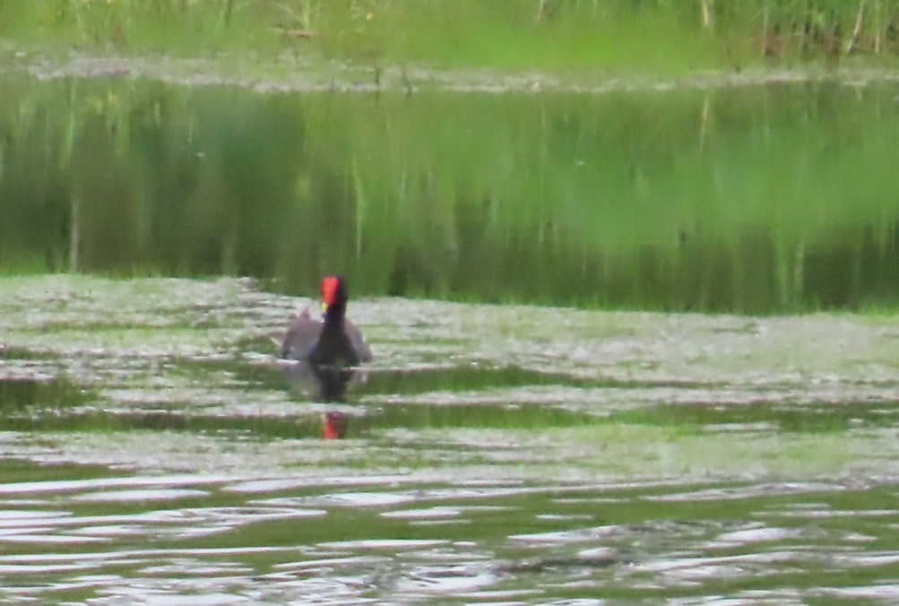 Common Gallinule - ML640074088