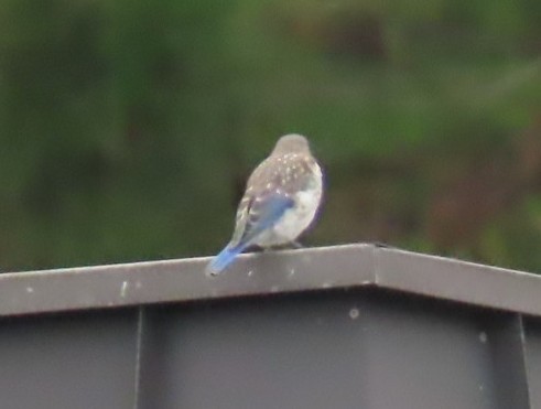 Eastern Bluebird - ML640074115