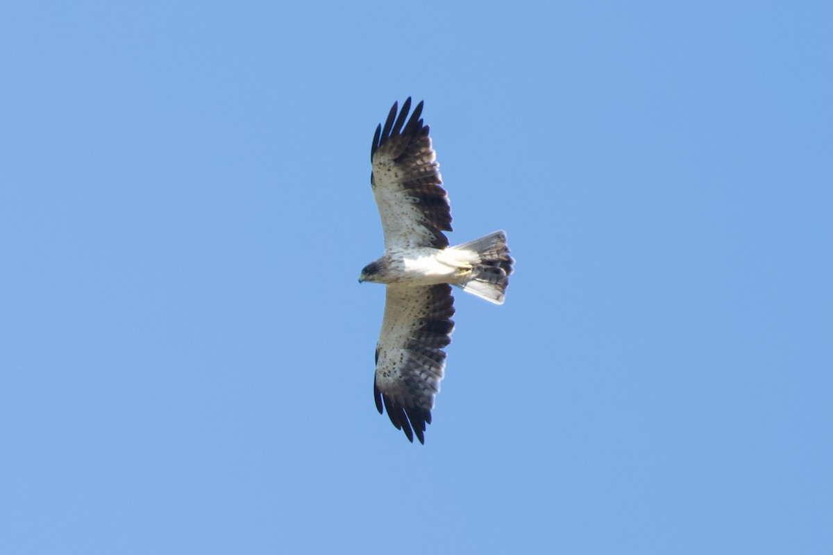 靴隼鵰 - ML640074117