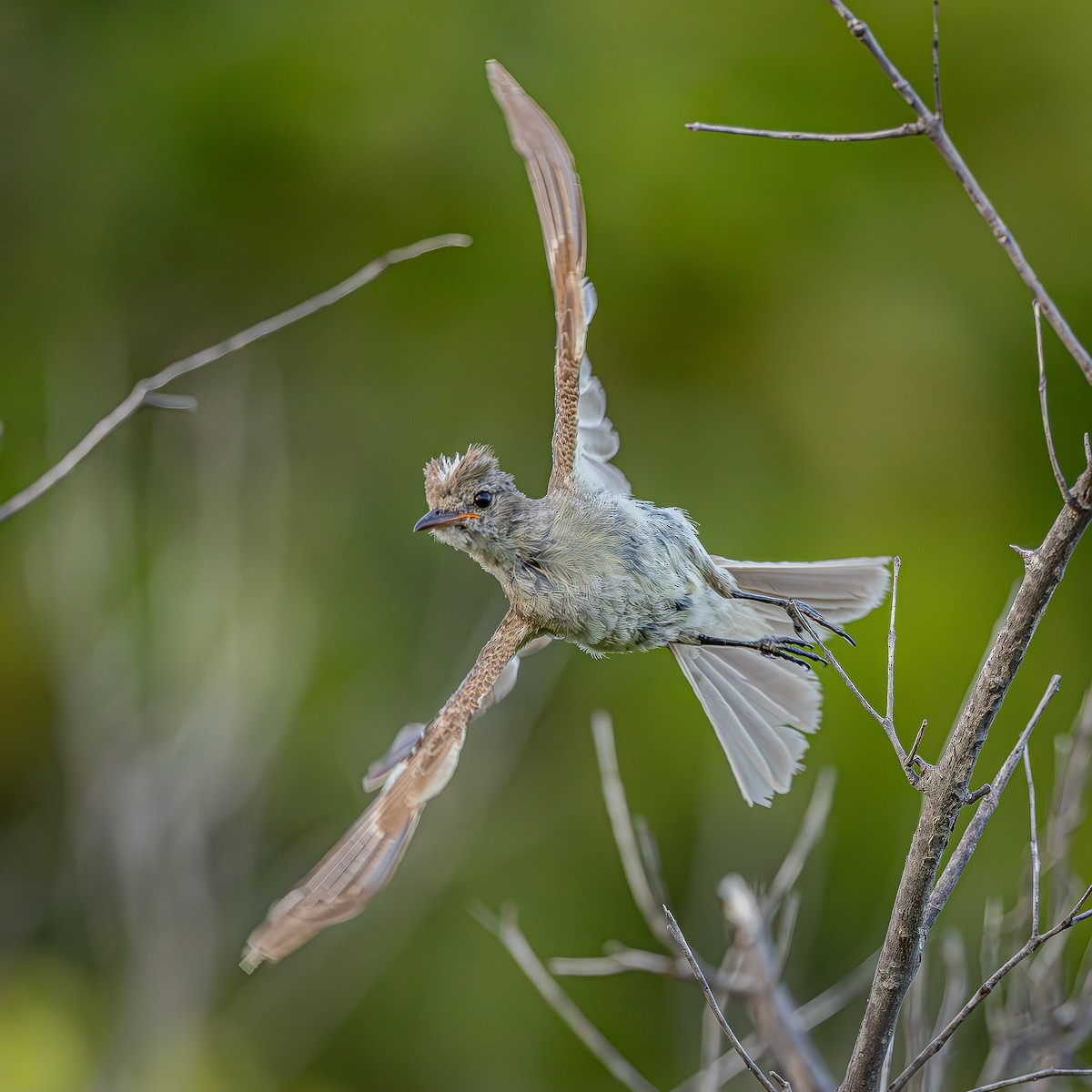 Caribbean Elaenia - ML640074171