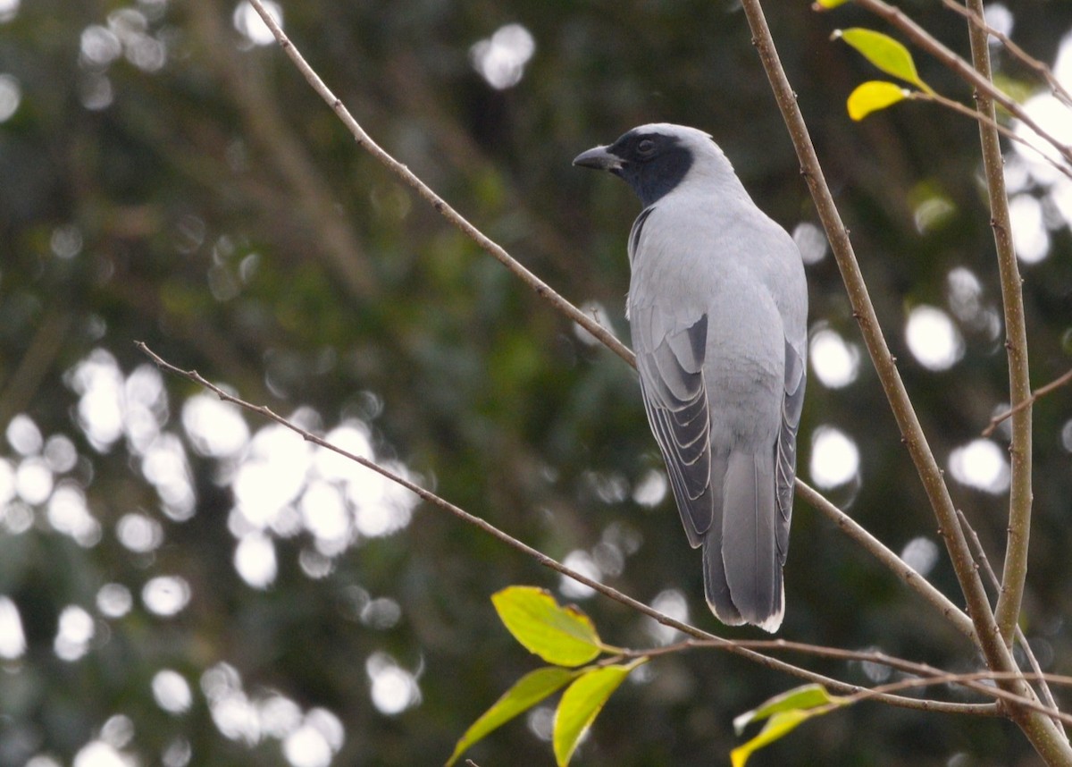 Black-faced Cuckooshrike - ML640074185