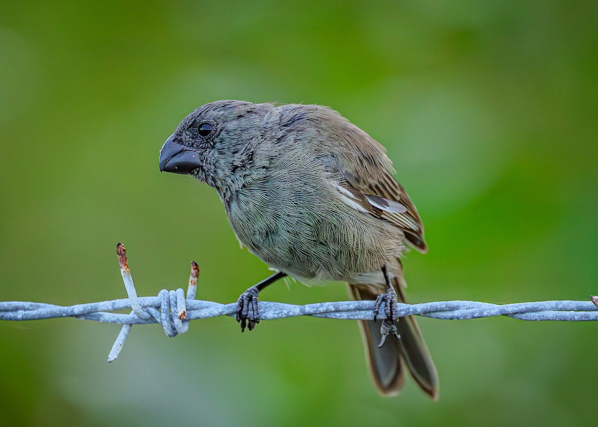 Grand Cayman Bullfinch - ML640074236