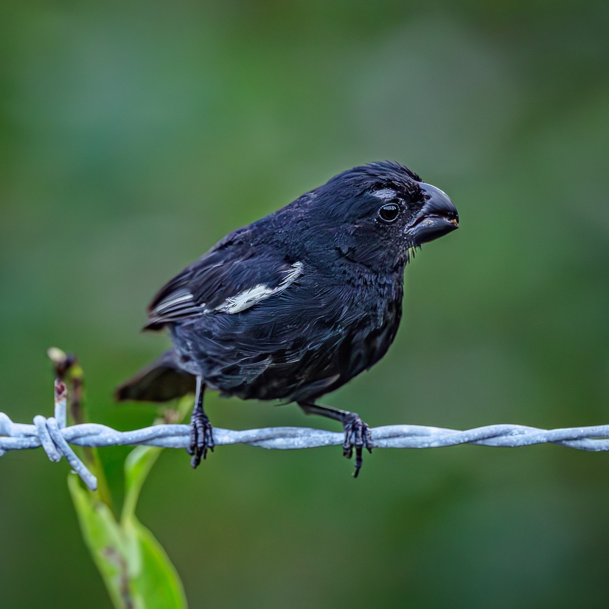 Grand Cayman Bullfinch - ML640074237