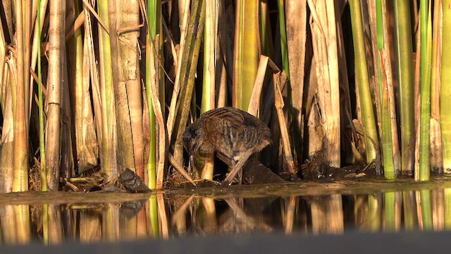 Water Rail - ML640074238