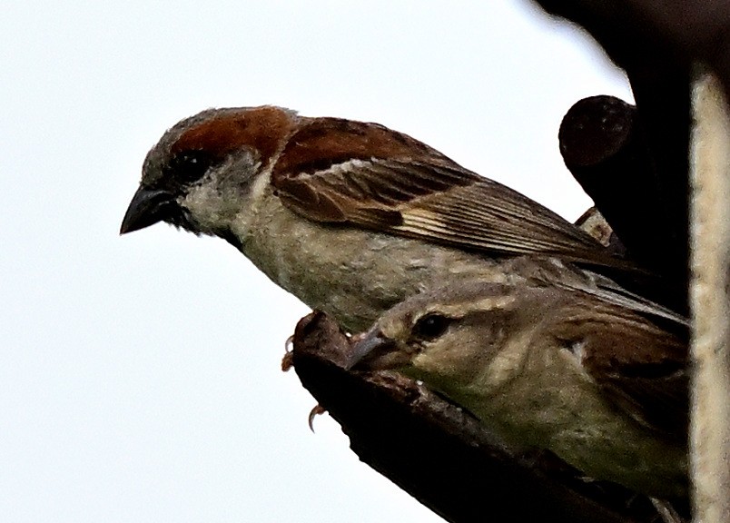 Sind Sparrow - ML640074272