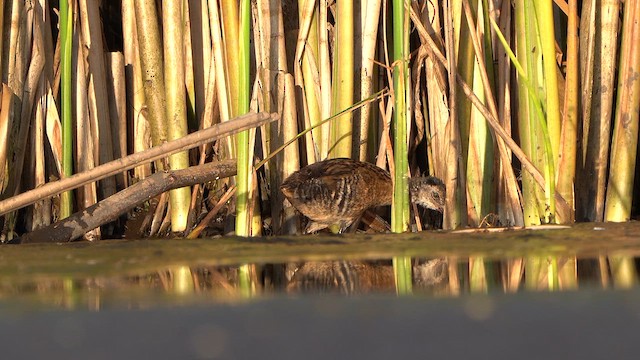 Water Rail - ML640074285