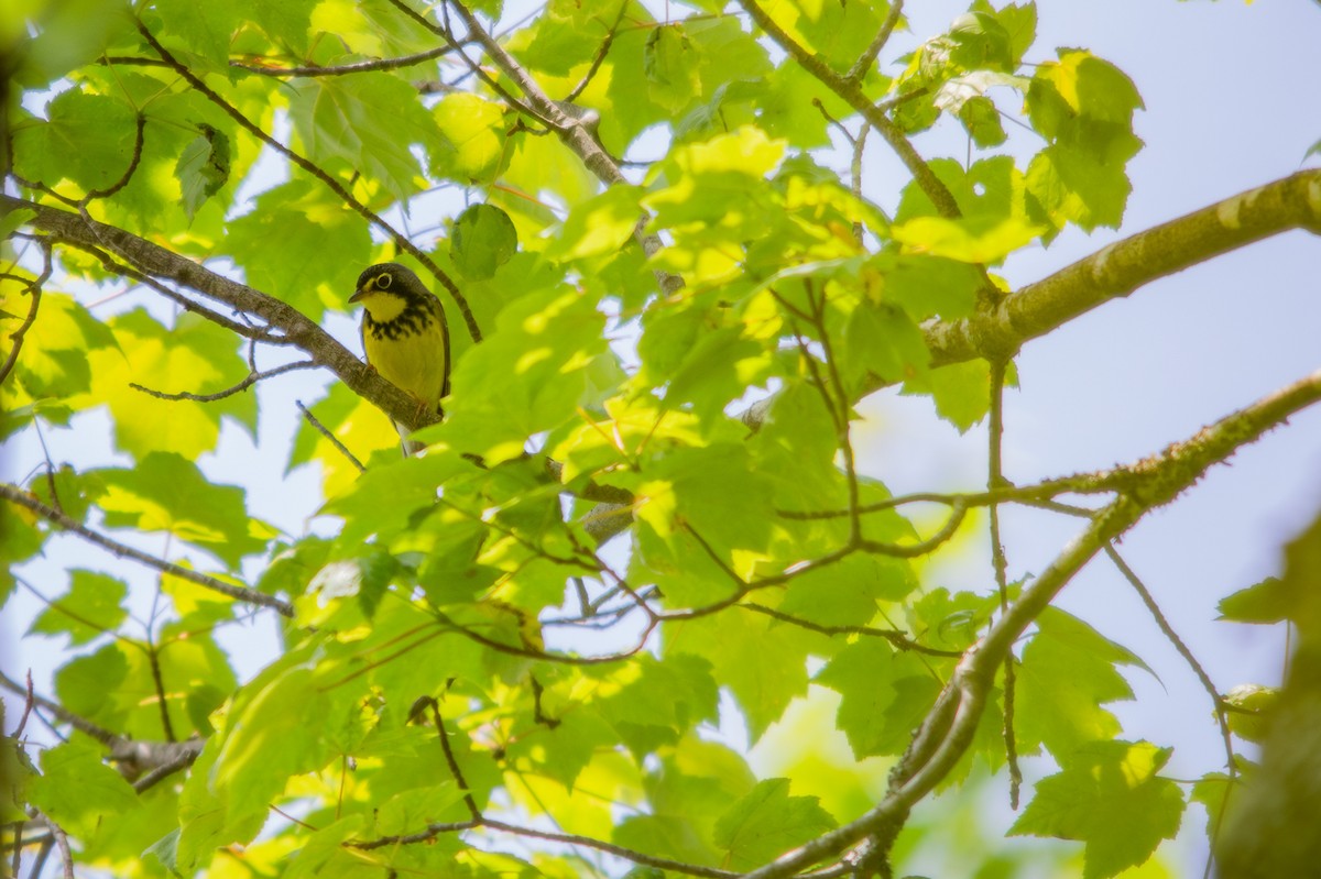 Canada Warbler - ML640074299