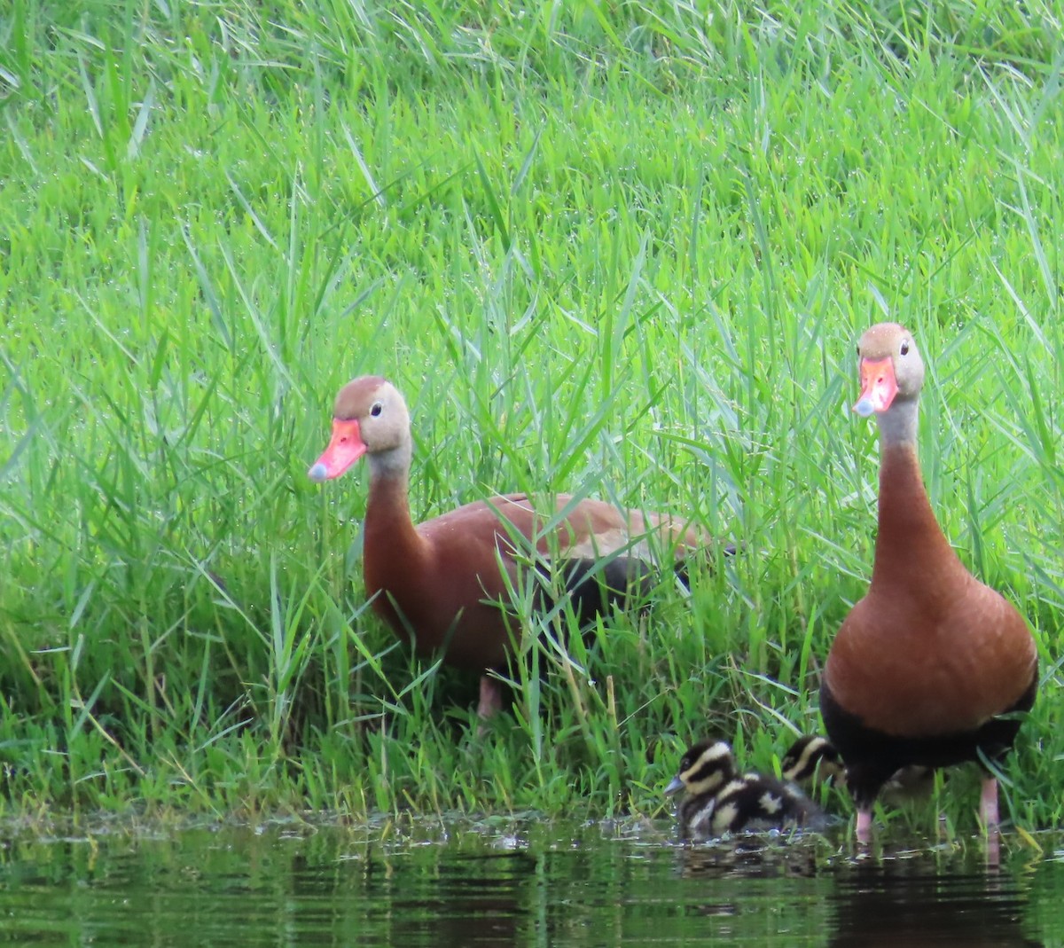 Black-bellied Whistling-Duck - ML640074308