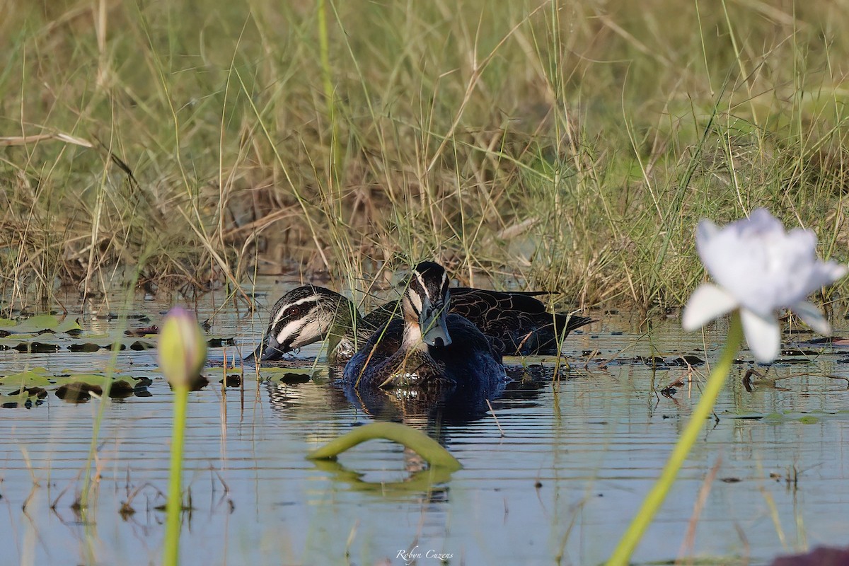 Pacific Black Duck - ML640074309