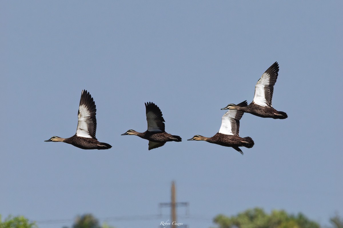 Pacific Black Duck - ML640074310