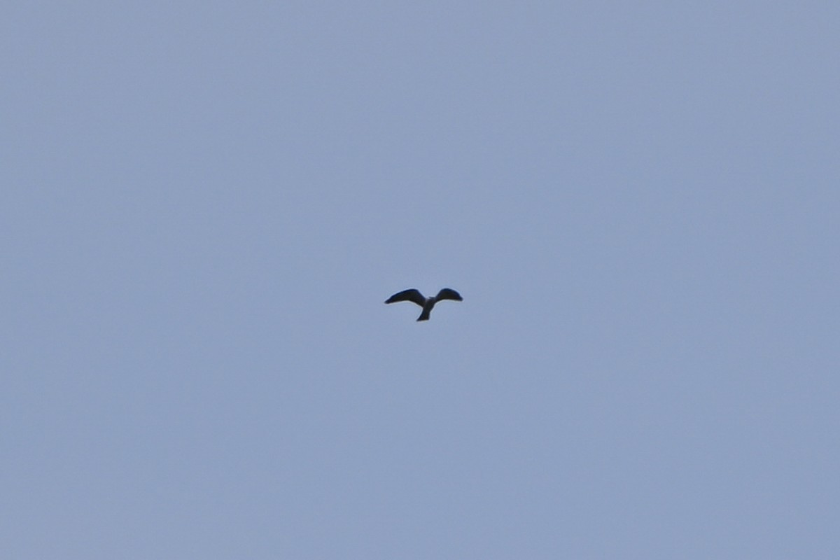 Mississippi Kite - ML640074373
