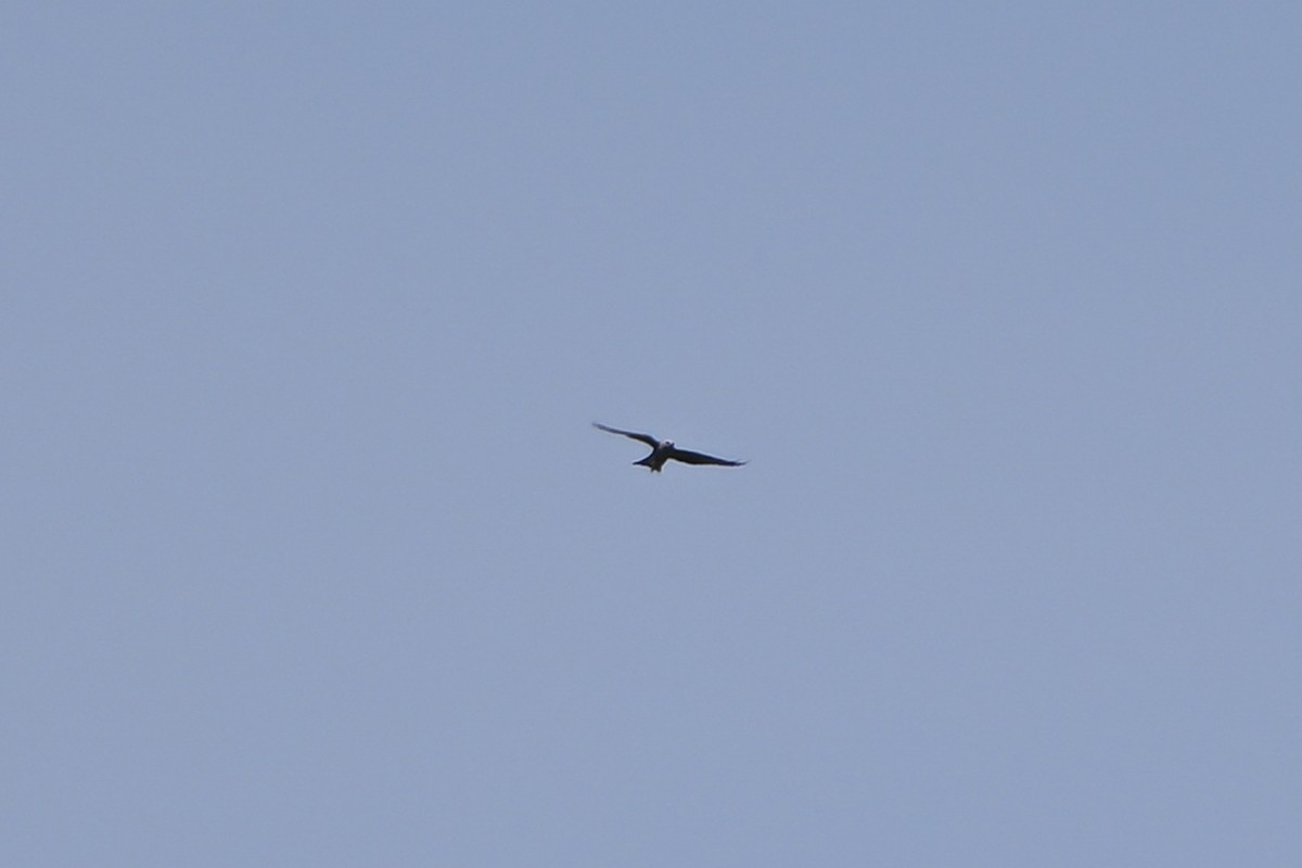 Mississippi Kite - ML640074375