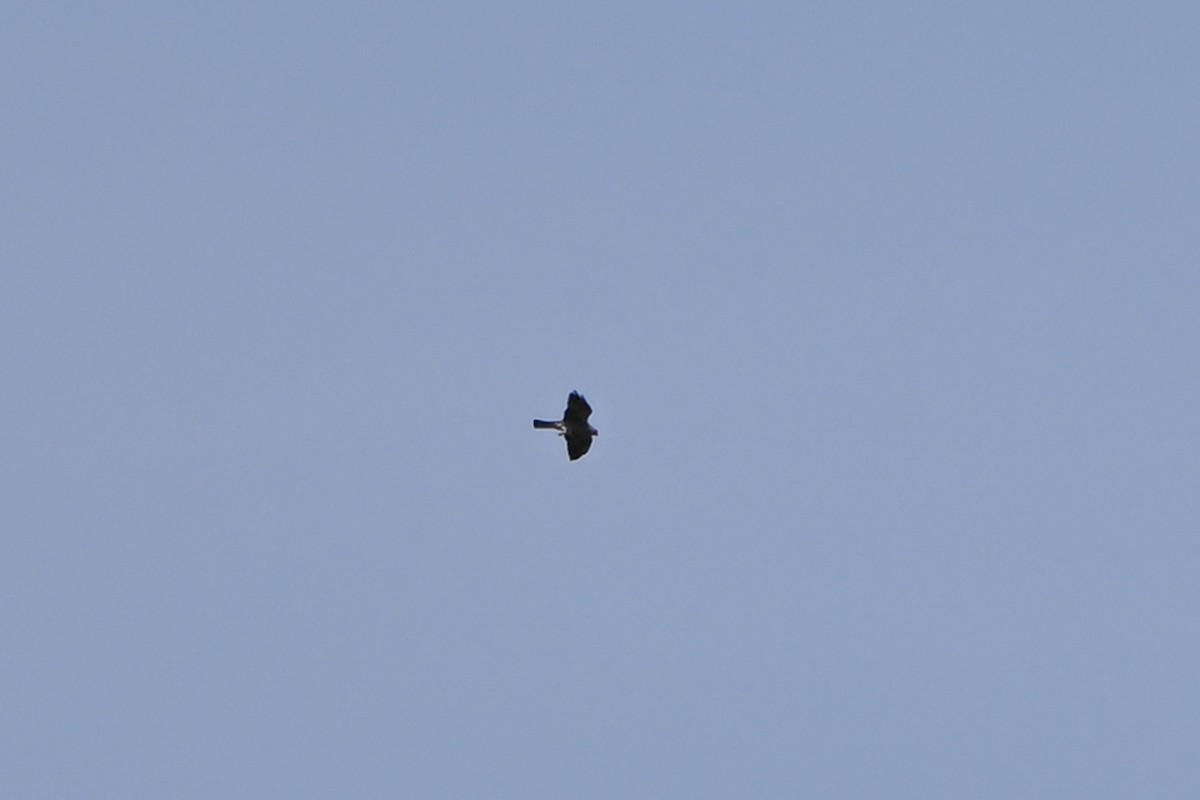 Mississippi Kite - ML640074377