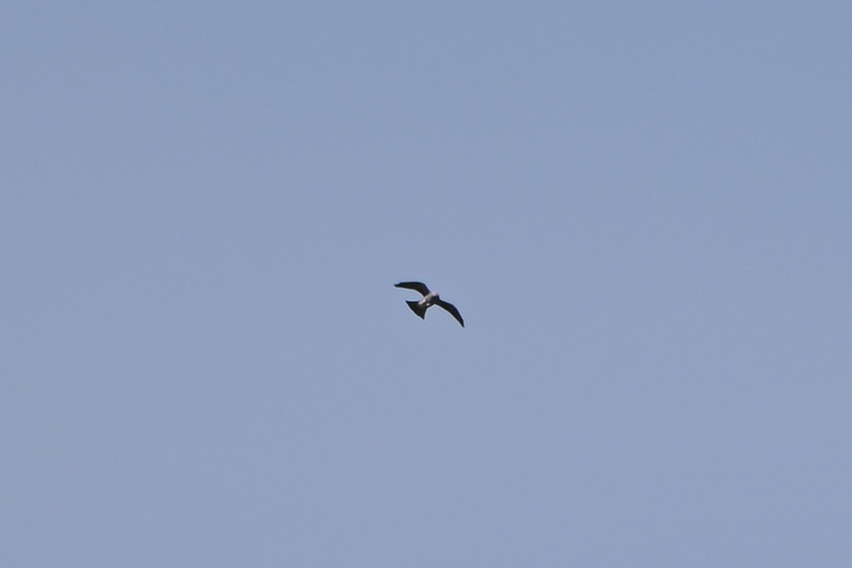 Mississippi Kite - ML640074378