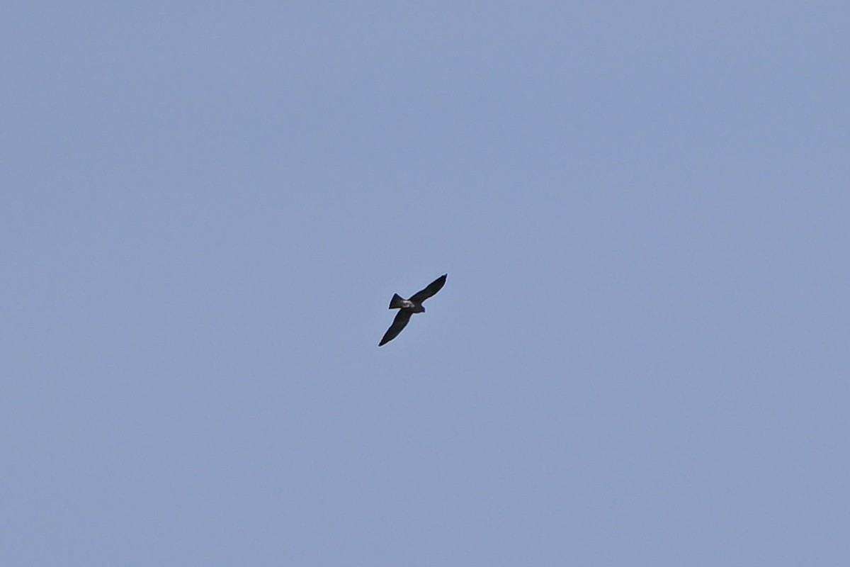 Mississippi Kite - ML640074380