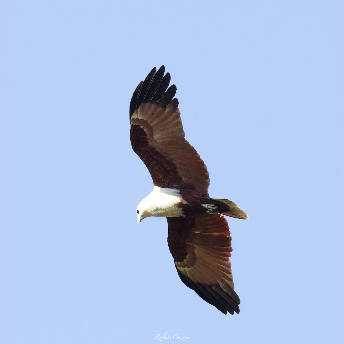 Brahminy Kite - ML640074441