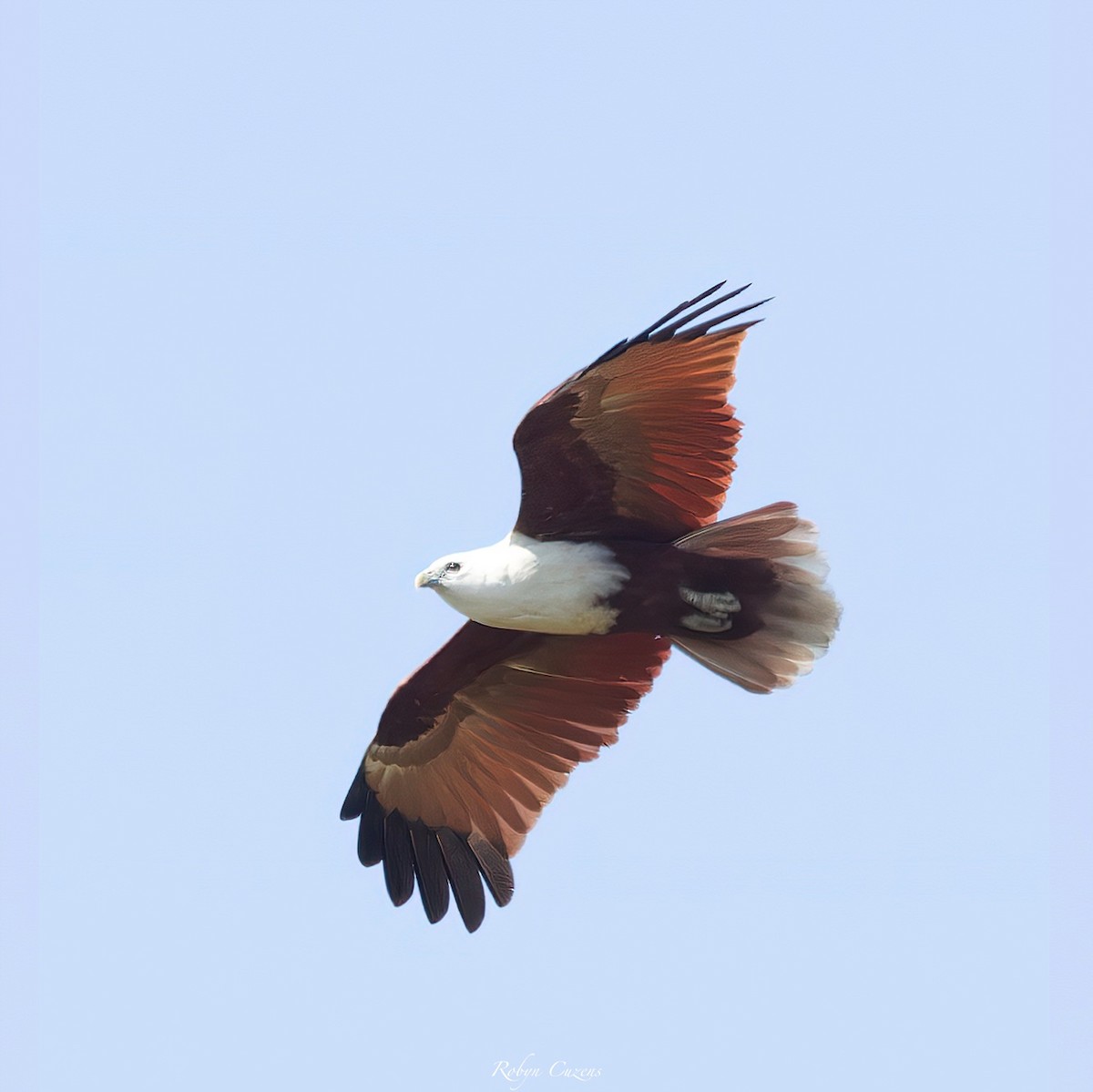 Brahminy Kite - ML640074442
