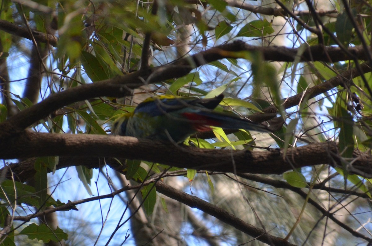 Pale-headed Rosella - ML640074450