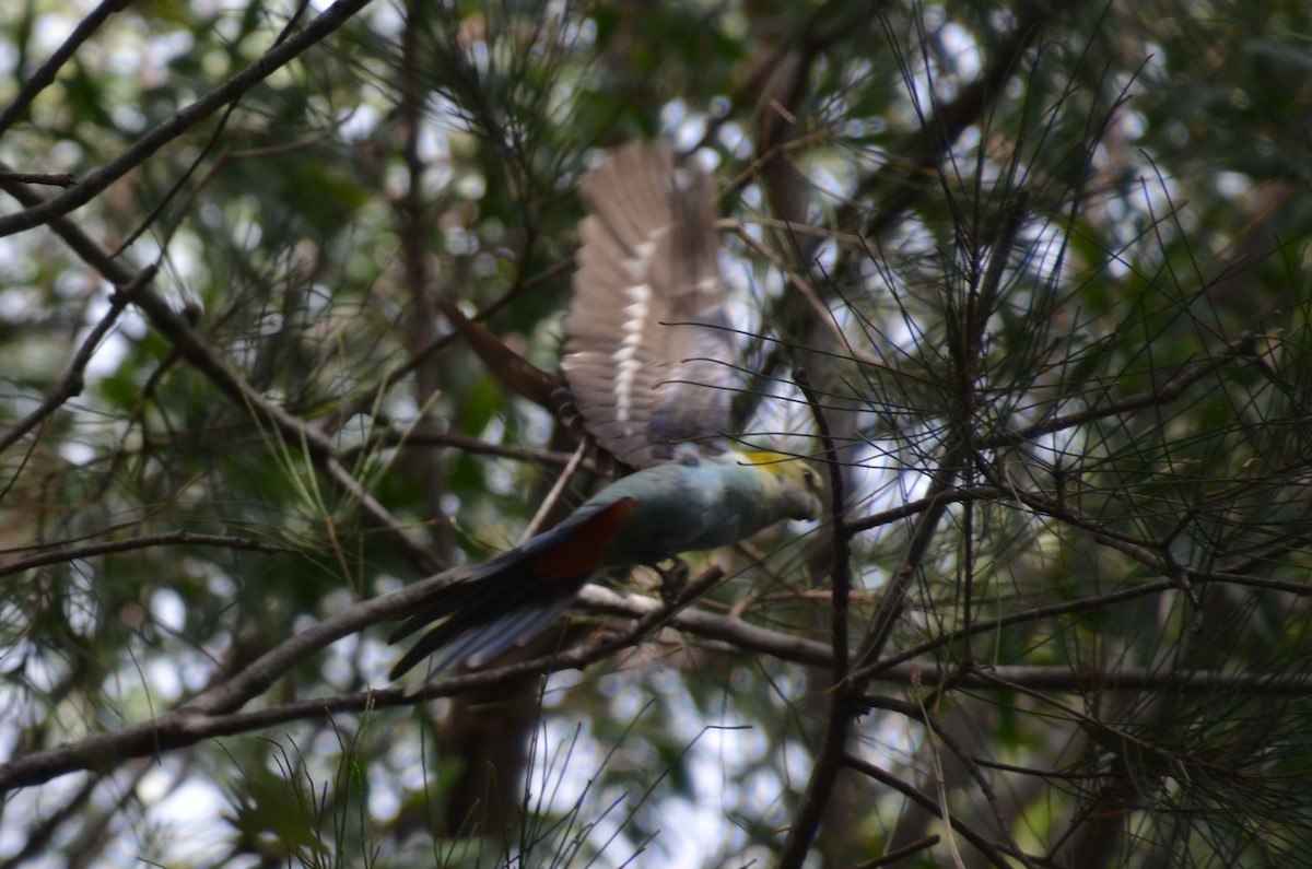 Pale-headed Rosella - ML640074451