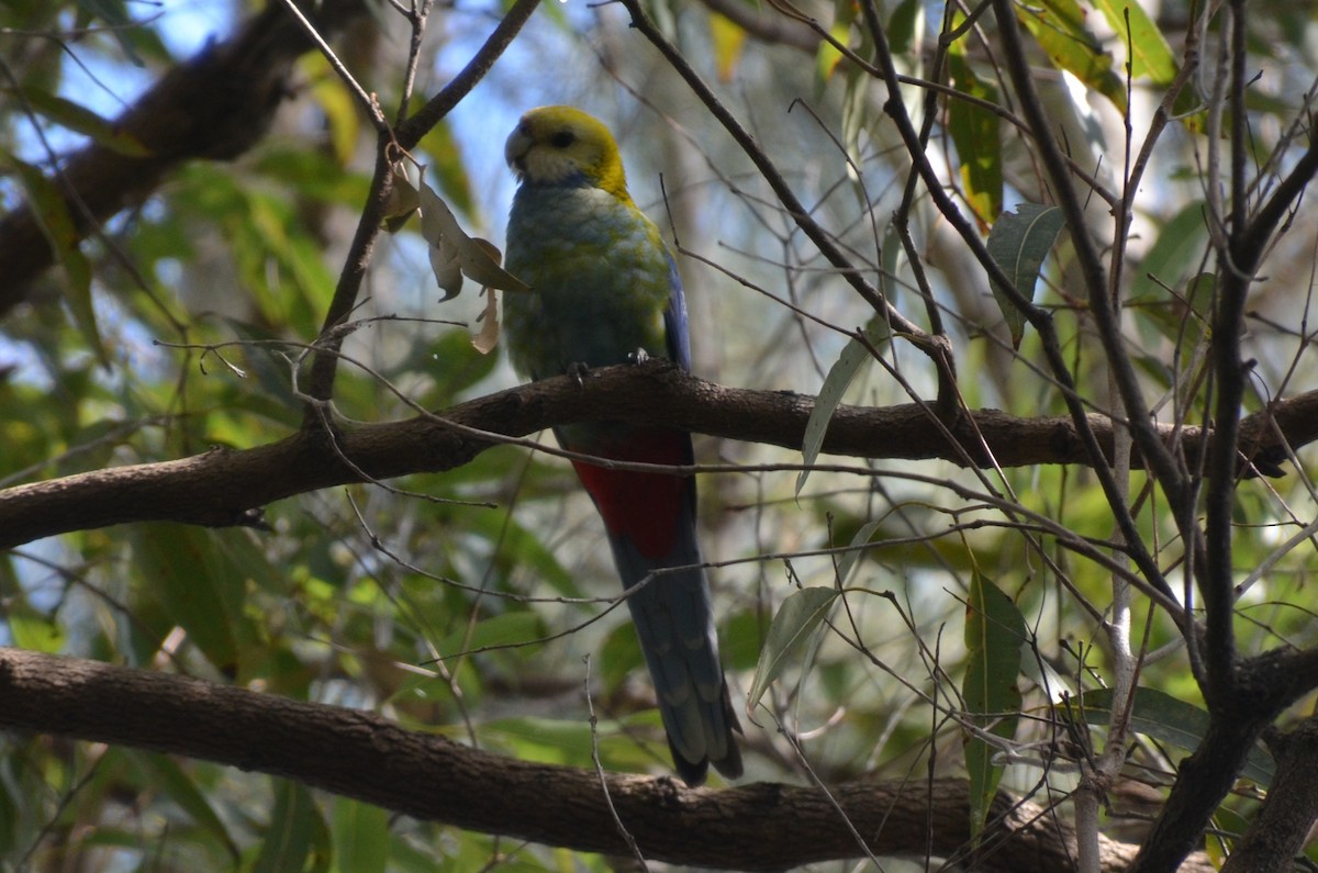 Pale-headed Rosella - ML640074452