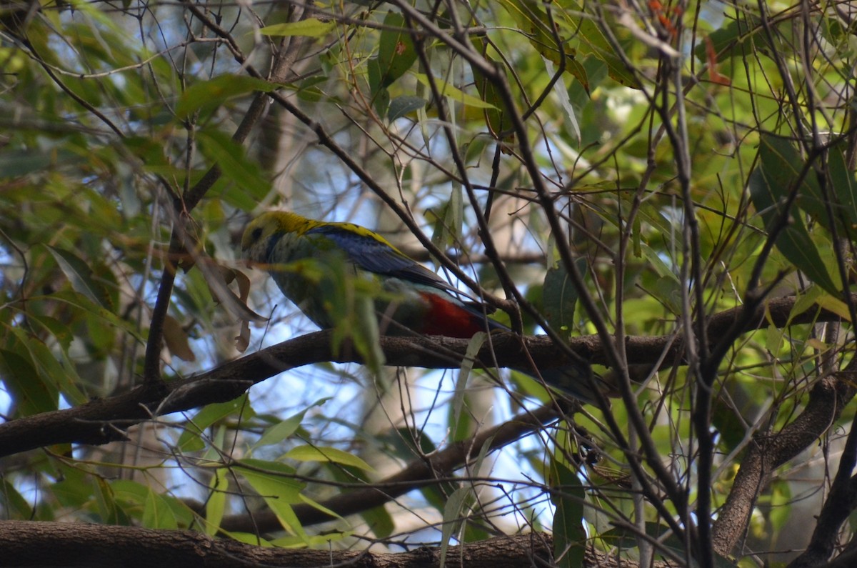 Pale-headed Rosella - ML640074453